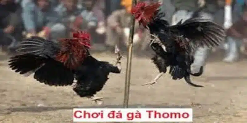 Hai con gà khi tham gia thi đấu phải cùng chạng