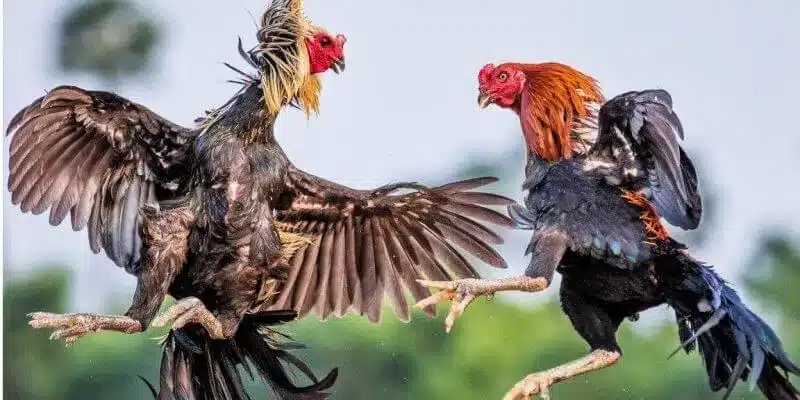 Đánh giá về các đặc điểm của gà tre