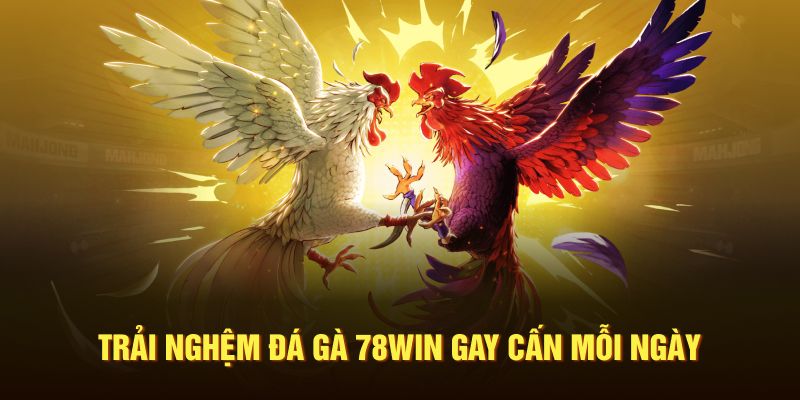 Trải nghiệm đá gà 78Win gay cấn mỗi ngày
